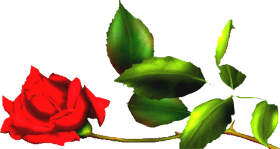 rose_droite