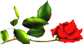 rose_gauche